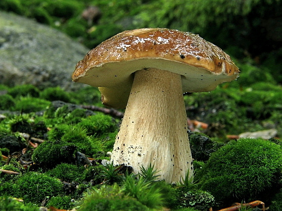 hríb smrekový Boletus edulis Bull.