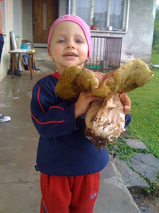 hríb smrekový Boletus edulis Bull. ex Fr.