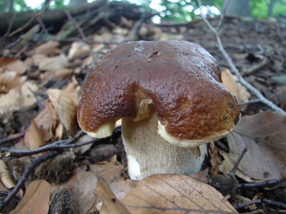 hríb smrekový Boletus edulis Bull.