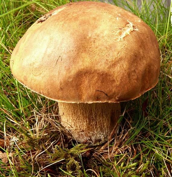 hřib dubový - Hríb dubový Boletus reticulatus  Schaeff.