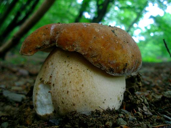 hríb dubový Boletus reticulatus Schaeff.