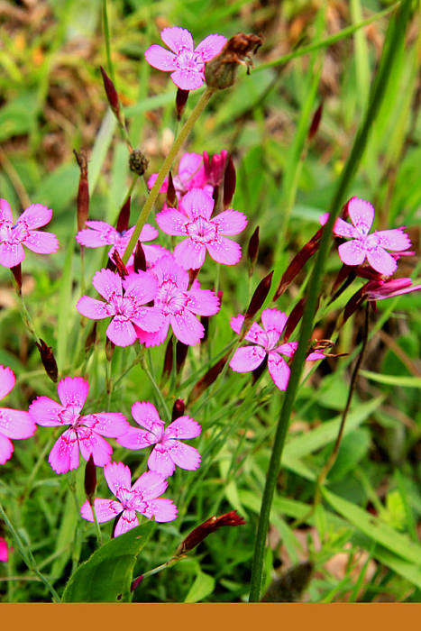 hvozdík kropenatý Dianthus deltoides L.