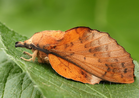 priadkovec osikový Gastropacha populifolia