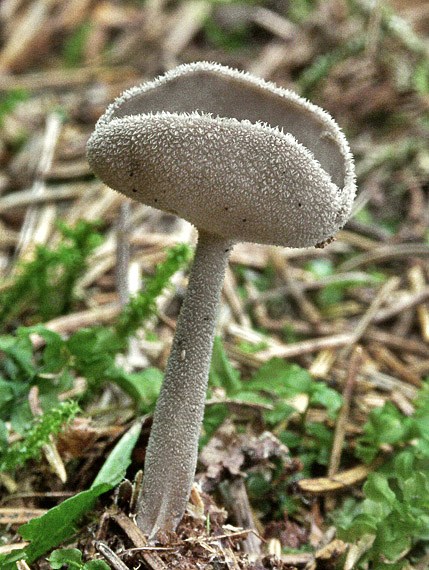 chriapač brvitý Helvella macropus (Pers.) P. Karst.