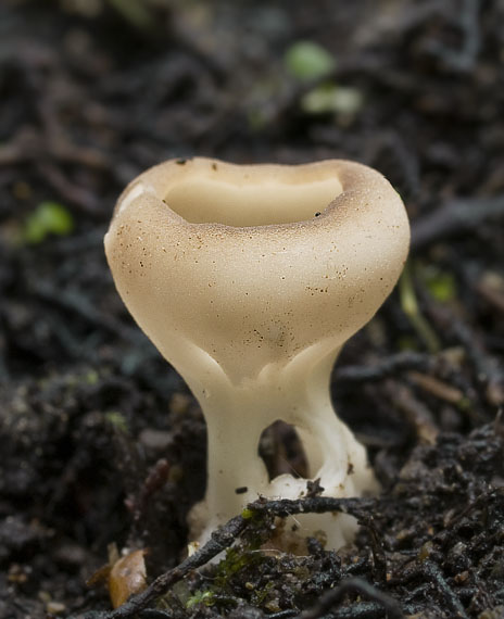 chriapač Helvella sp.