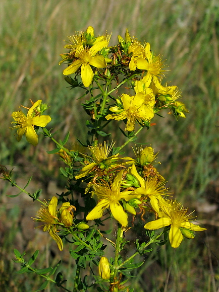 ľubovník bodkovaný Hypericum perforatum L.