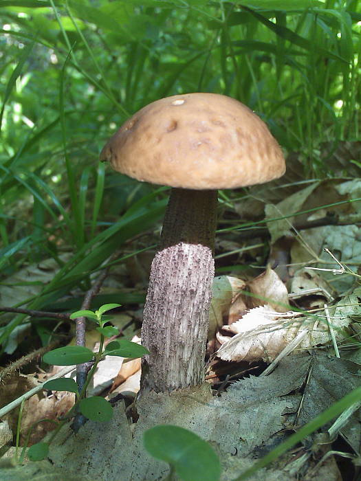 kozák hrabový Leccinum pseudoscabrum (Kallenb.) Šutara