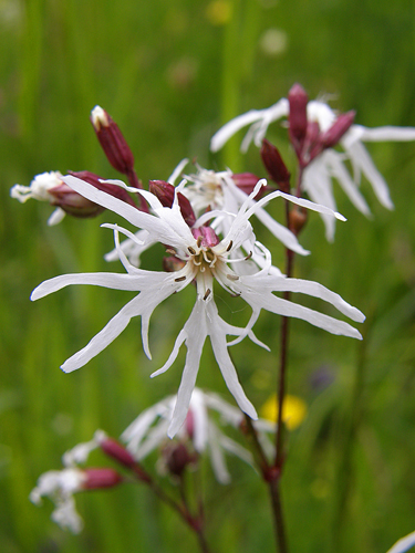 kukučka lúčna Lychnis flos-cuculi L.