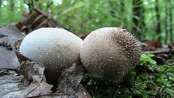 prášnica Lycoperdon sp.