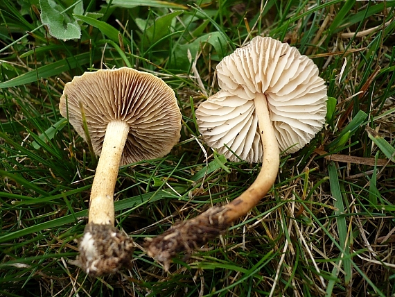 tanečnica poľná+poľnička polguľovitá Marasmius oreades+Agrocybe pediades (Bolt.ex Fr.) Fr.