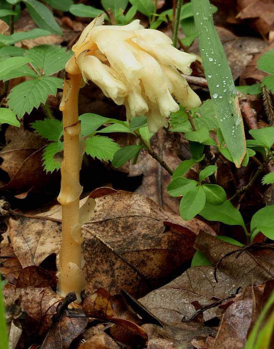 hniliak smrekový Monotropa hypopitys L.