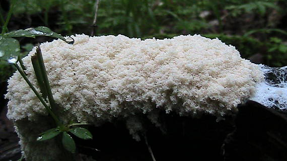 slizovka Myxomycetes