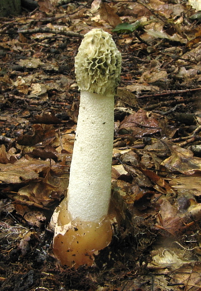 hadovka smradľavá Phallus impudicus L.