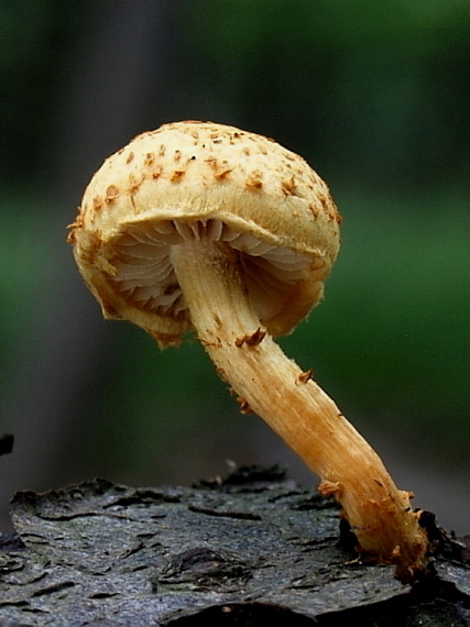 šupinovka Pholiota sp.