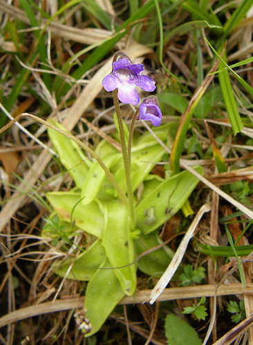 tučnica obyčajná Pinguicula vulgaris L.