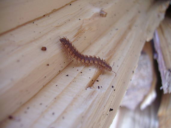 plochuľa veľká Polydesmus complanatus