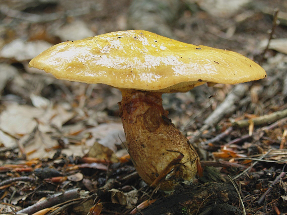 masliak smrekovcový Suillus grevillei (Klotzsch) Singer