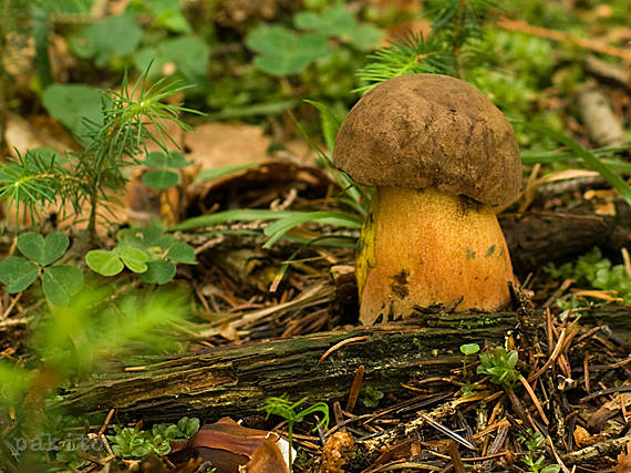 hríb zrnitohlúbikový Sutorius luridiformis (Rostk.) G. Wu & Zhu L. Yang