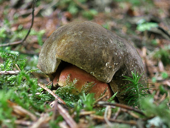 hríb zrnitohlúbikový Sutorius luridiformis (Rostk.) G. Wu & Zhu L. Yang