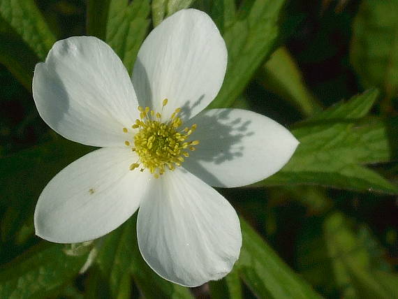 cANADA ANEMONE Anemone canadensis