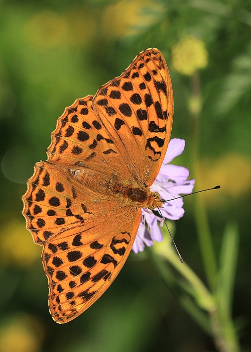 perlovec striebristopásavý  Argynnis paphia