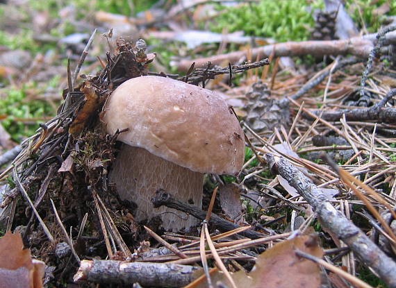 hríb smrekový Boletus edulis Bull.