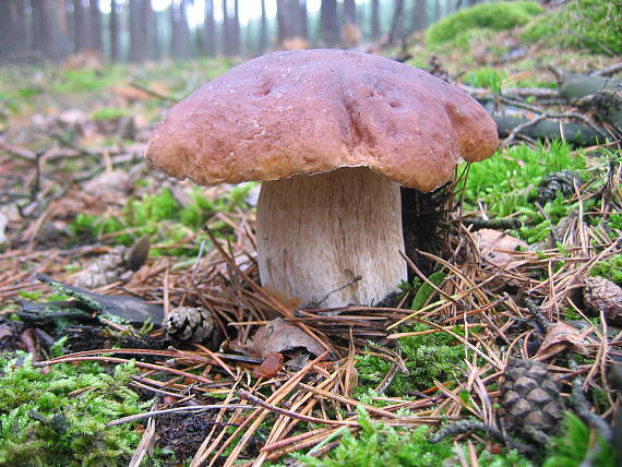 hríb smrekový Boletus edulis Bull.