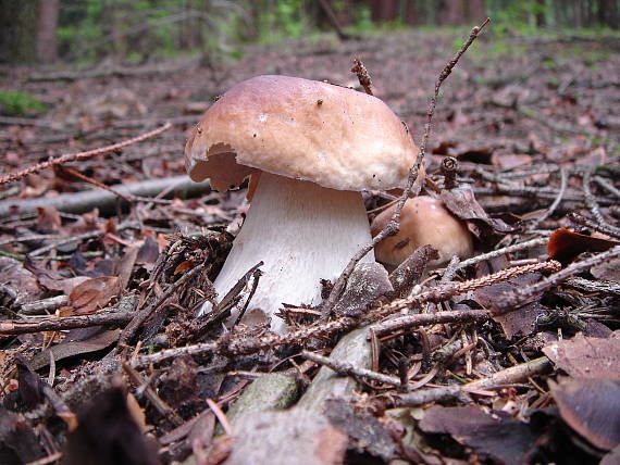 hríb smrekový Boletus edulis Bull.