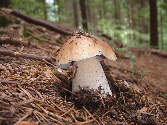 hríb smrekový Boletus edulis Bull.