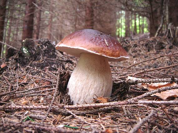 hríb smrekový Boletus edulis Bull.