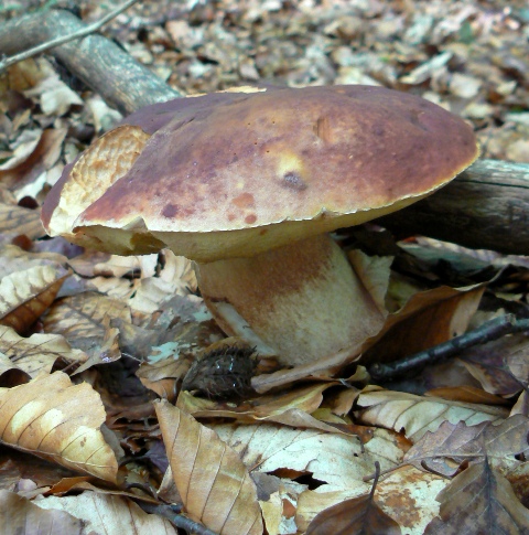 hríb sosnový Boletus pinophilus Pil. et Dermek in Pil.