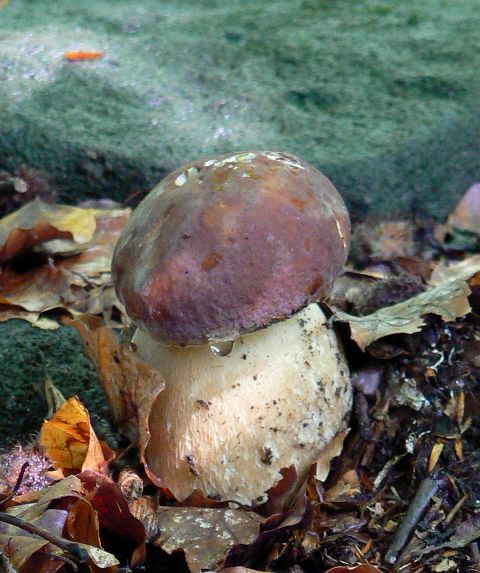 hríb sosnový Boletus reticulatus? Schaeff. ex Boud.