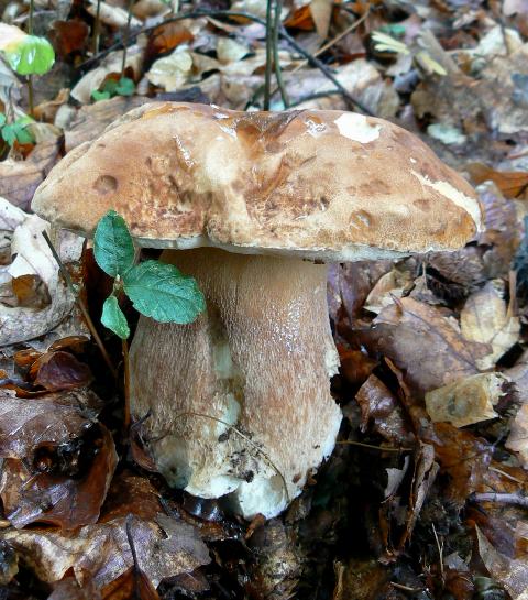 hríb dubový Boletus reticulatus Schaeff.