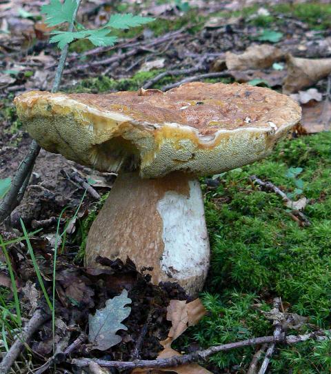 hríb dubový Boletus reticulatus Schaeff.