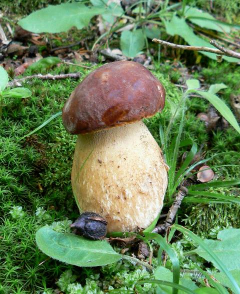 hríb sosnový Boletus reticulatus Schaeff.