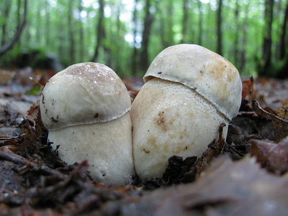 hríb dubový Boletus reticulatus Schaeff.