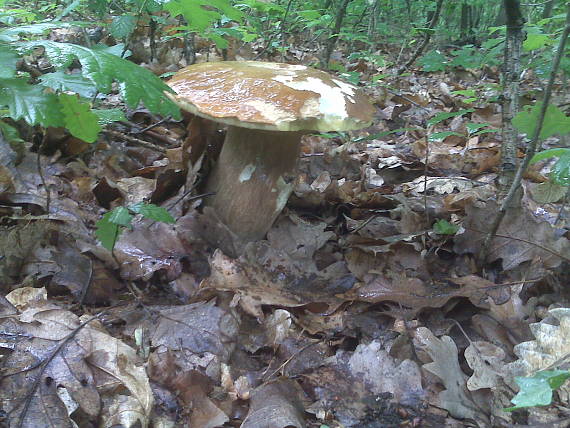 hríb Boletus sp.