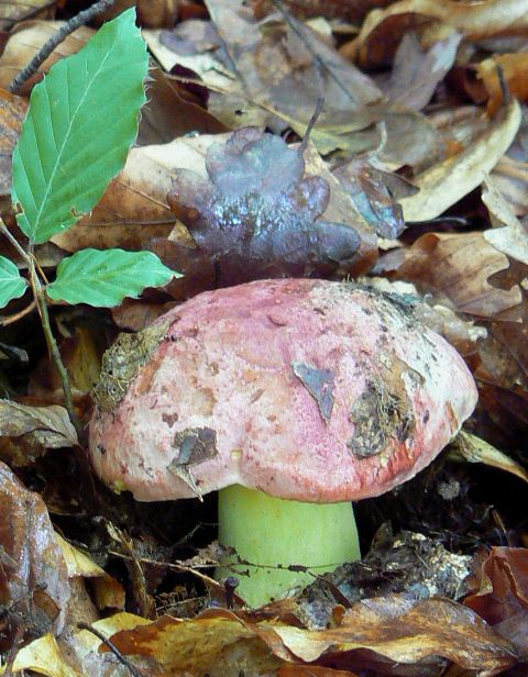 hríb kráľovský Butyriboletus regius (Krombh.) D. Arora & J.L. Frank