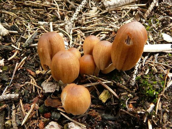 hnojník mitrovitý Coprinellus angulatus  (Peck) Redhead, Vilgalys & Moncalvo