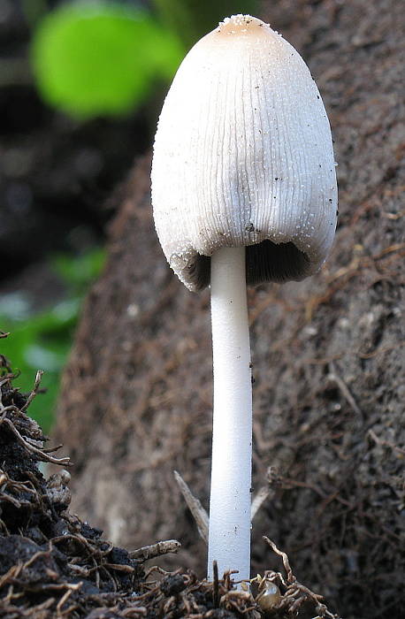 hnojník okrový Coprinus domesticus (Bas) Redhead, Vilgalys & Moncalvo