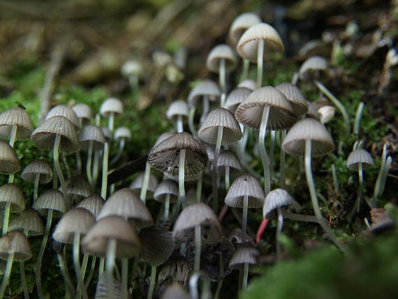 hnojník Coprinus sp.