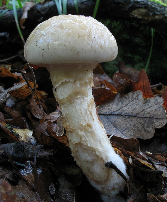 pavučinovec Cortinarius sp.