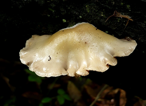 pahliva Crepidotus sp.