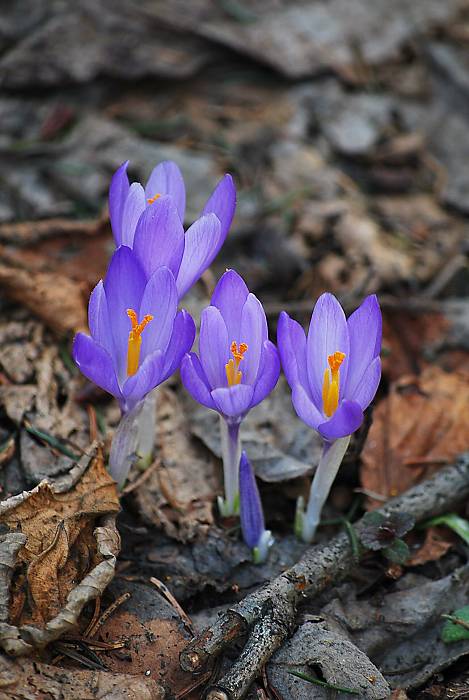 šafran spišský Crocus discolor G. Reuss