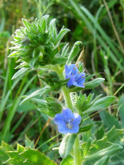 hadinec obyčajný Echium vulgare L.