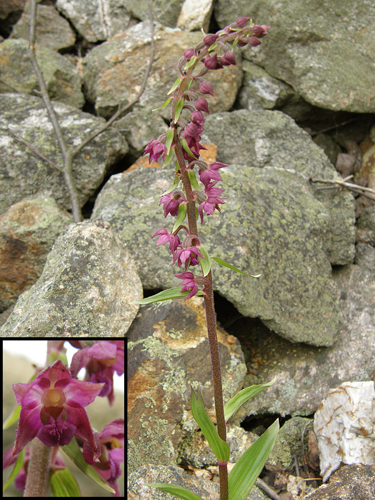 kruštík tmavočervený pravý Epipactis atrorubens subsp. atrorubens (Hoffm.) Besser