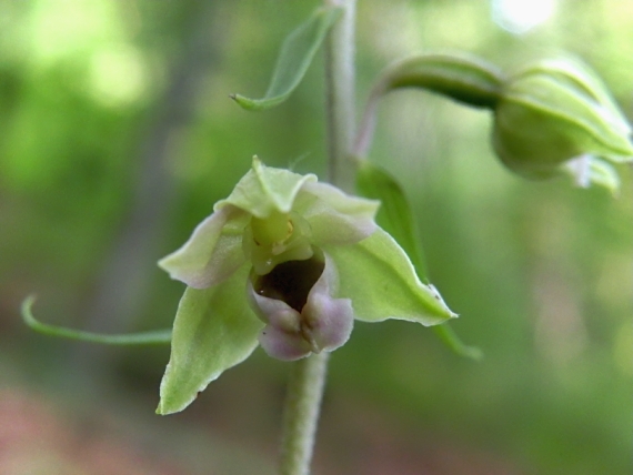 kruštík Epipactis sp.