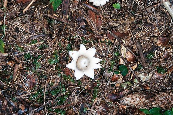 hviezdovka Geastrum sp.