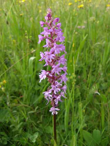 päťprstnica obyčajná Gymnadenia conopsea (L.) R. Br.