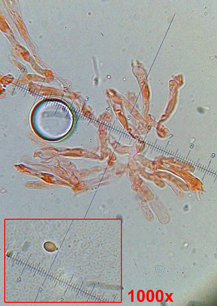lúčnica blednúca Hygrocybe insipida (J.E. Lange ex S. Lundell) M.M. Moser